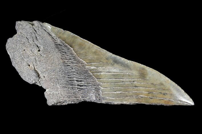 Partial Fossil Megalodon Tooth #88639